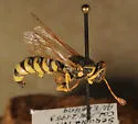 Pseudomasaris zonalis - photo 4