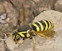 Pseudomasaris zonalis - photo 5