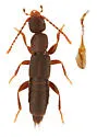Pseudomedon thoracica - photo 3