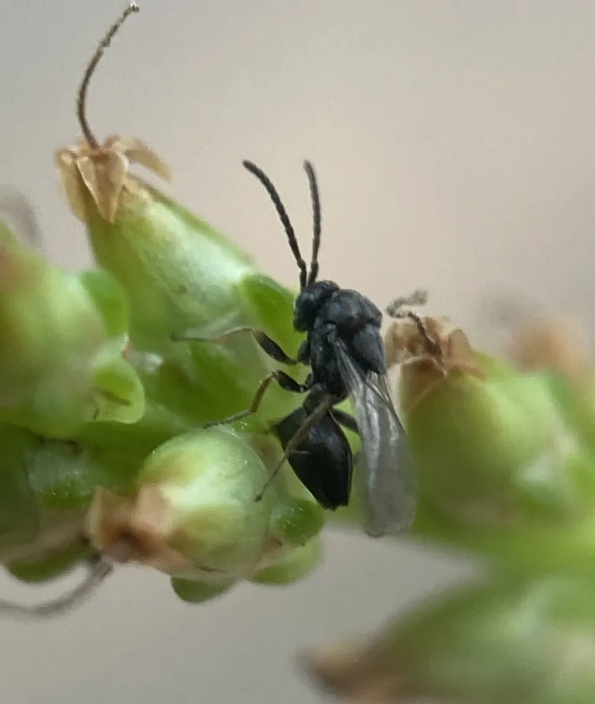 Pseudometagea montana - photo 2