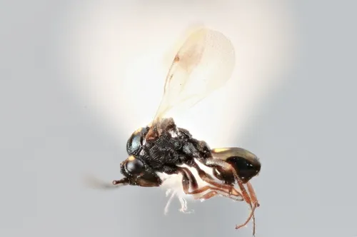 Pseudometagea schwarzii