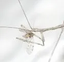 Pseudometapterus umbrosus - Pseudometapterus umbrosus