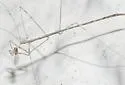 Pseudometapterus umbrosus - photo 2