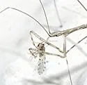 Pseudometapterus umbrosus - photo 3