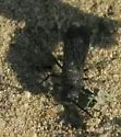 Pseudomethoca anthracina - photo 2