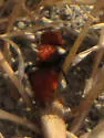 Pseudomethoca anthracina - photo 4