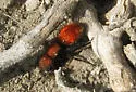 Pseudomethoca anthracina - photo 5