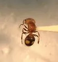 Pseudomethoca athamas