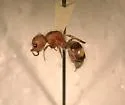 Pseudomethoca athamas - photo 2