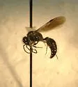 Pseudomethoca athamas - photo 3