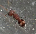 Pseudomethoca athamas - photo 4