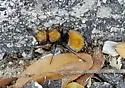 Pseudomethoca aureovestita