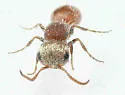 Pseudomethoca bequaerti