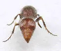 Pseudomethoca bequaerti - photo 2
