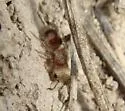 Pseudomethoca bequaerti - photo 4