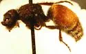 Pseudomethoca brazoria