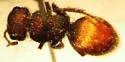 Pseudomethoca brazoria - photo 2