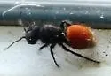 Pseudomethoca brazoria - photo 3