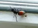 Pseudomethoca brazoria - photo 4