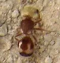 Pseudomethoca contumax