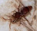 Pseudomethoca contumax - photo 2
