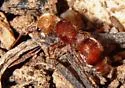 Pseudomethoca contumax - photo 3