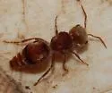 Pseudomethoca contumax - photo 4