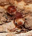 Pseudomethoca contumax - photo 5
