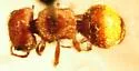 Pseudomethoca donaeanae - photo 2