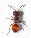 Pseudomethoca donaeanae - photo 4