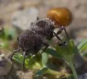 Pseudomethoca donaeanae - photo 5