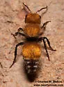 Pseudomethoca flammigera - Pseudomethoca flammigera