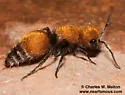Pseudomethoca flammigera - photo 2