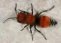 Pseudomethoca flammigera - photo 3