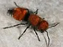Pseudomethoca flammigera - photo 4