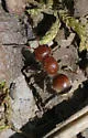 Pseudomethoca frigida - photo 4