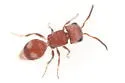 Pseudomethoca nephele - Pseudomethoca nephele