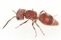Pseudomethoca nephele - photo 2