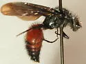 Pseudomethoca oculata - Pseudomethoca oculata