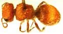 Pseudomethoca paludata - photo 2