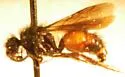 Pseudomethoca paludata - photo 3