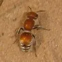 Pseudomethoca paludata - photo 4