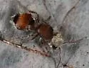 Pseudomethoca praeclara - photo 3