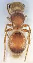 Pseudomethoca praeclara - photo 5