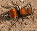Pseudomethoca propinqua - Pseudomethoca propinqua