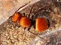 Pseudomethoca propinqua - photo 3