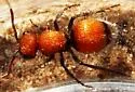 Pseudomethoca propinqua - photo 4