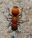 Pseudomethoca propinqua - photo 5