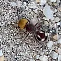 Pseudomethoca quadrinotata - photo 2