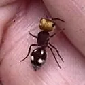 Pseudomethoca quadrinotata - photo 3